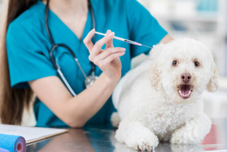  vet for dog vaccination in St. Clairsville