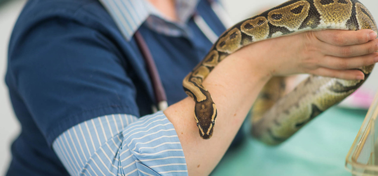 experienced vet care for reptiles in Dent
