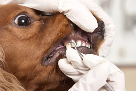 dog dentist in Cheviot
