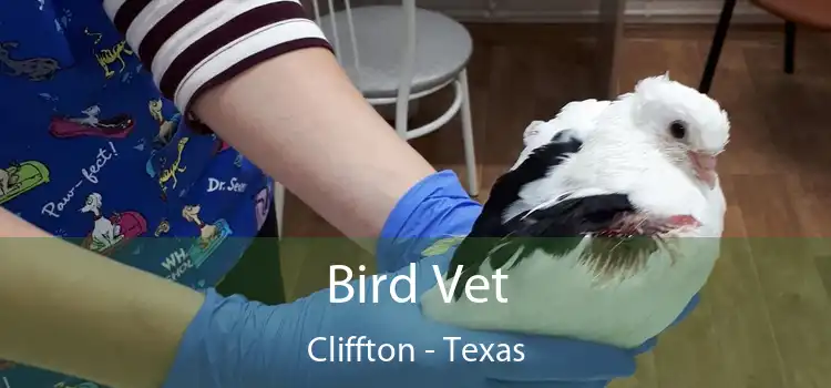 Bird Vet Cliffton - Texas