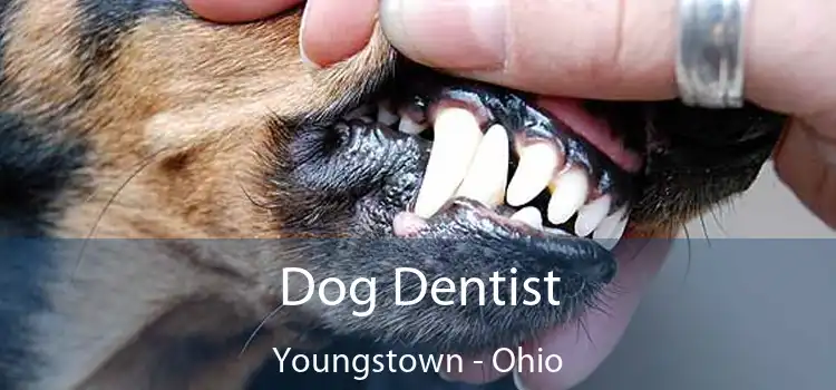 Dog Dentist Youngstown - Ohio