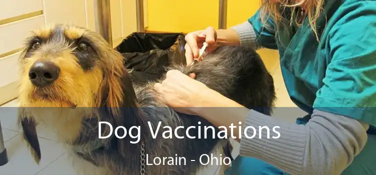 Dog Vaccinations Lorain - Ohio