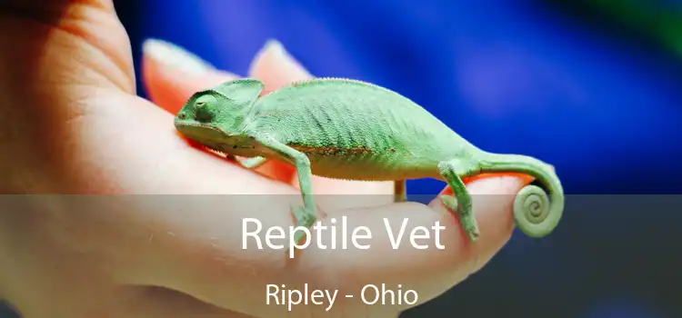 Reptile Vet Ripley - Ohio