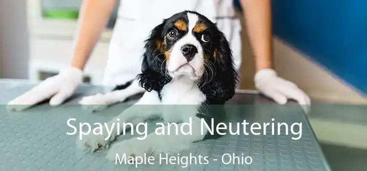 Spaying and Neutering Maple Heights - Ohio