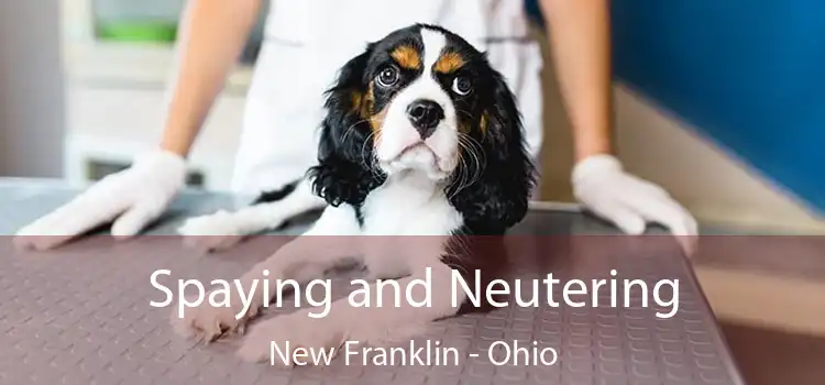 Spaying and Neutering New Franklin - Ohio