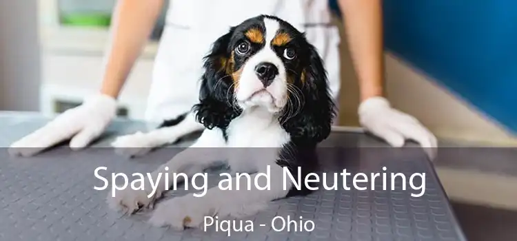 Spaying and Neutering Piqua - Ohio