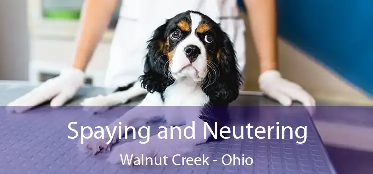 Spaying and Neutering Walnut Creek - Ohio