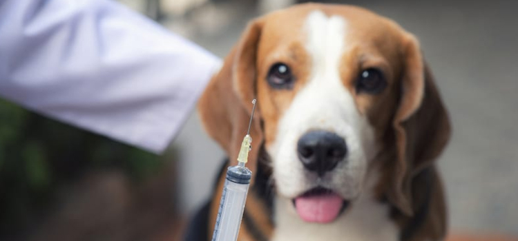 dog vaccination clinic in Mentor